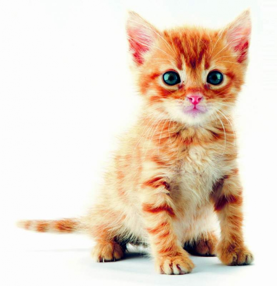 De ce imaginile cu pisici drăgălaşe te pot face... violent?