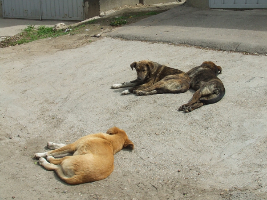Câinii fără stăpân din sate au băgat două femei în spital
