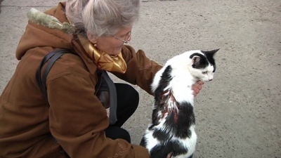 Un nou caz de cruzime împotriva animalelor: Pisici mutilate cu apă clocotită