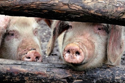 Pesta porcină africană începe să facă ravagii şi în judeţul Vrancea