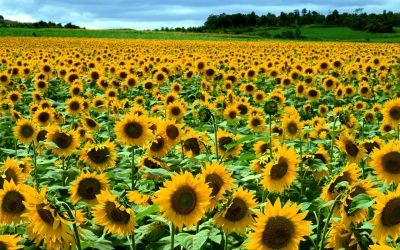 România, primul loc în UE la suprafaţa cultivată şi producţia de floarea soarelui