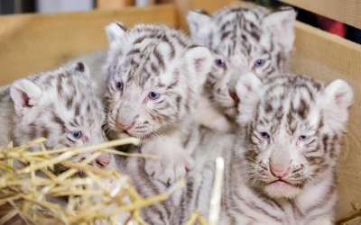 La o grădină zoologică din Austria au venit pe lume patru tigrişori albi