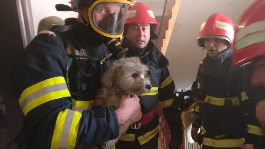 Tulcea: Un copil şi câinele său, salvaţi dintr-un apartament în flăcări