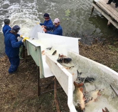 Balta Zătun a fost populată cu 3.000 kg de peşte