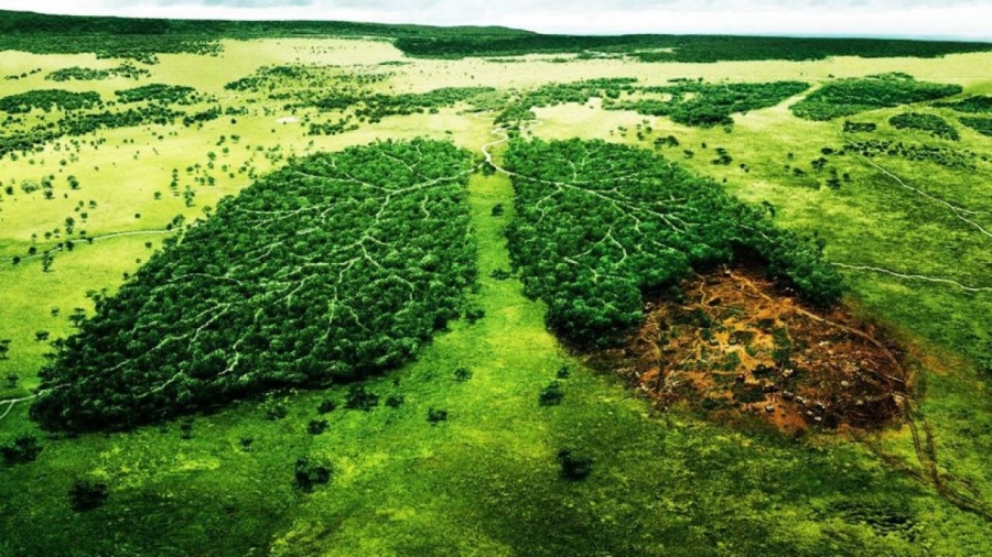 Columbia a pierdut în 2019 aproape 159.000 de hectare de pădure, suprafaţă echivalentă cu megalopolisul brazilian Sao Paulo