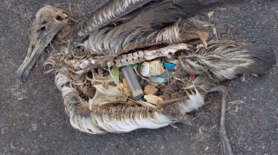 Oamenii de ştiinţă au aflat de ce păsările marine consumă deşeuri de plastic