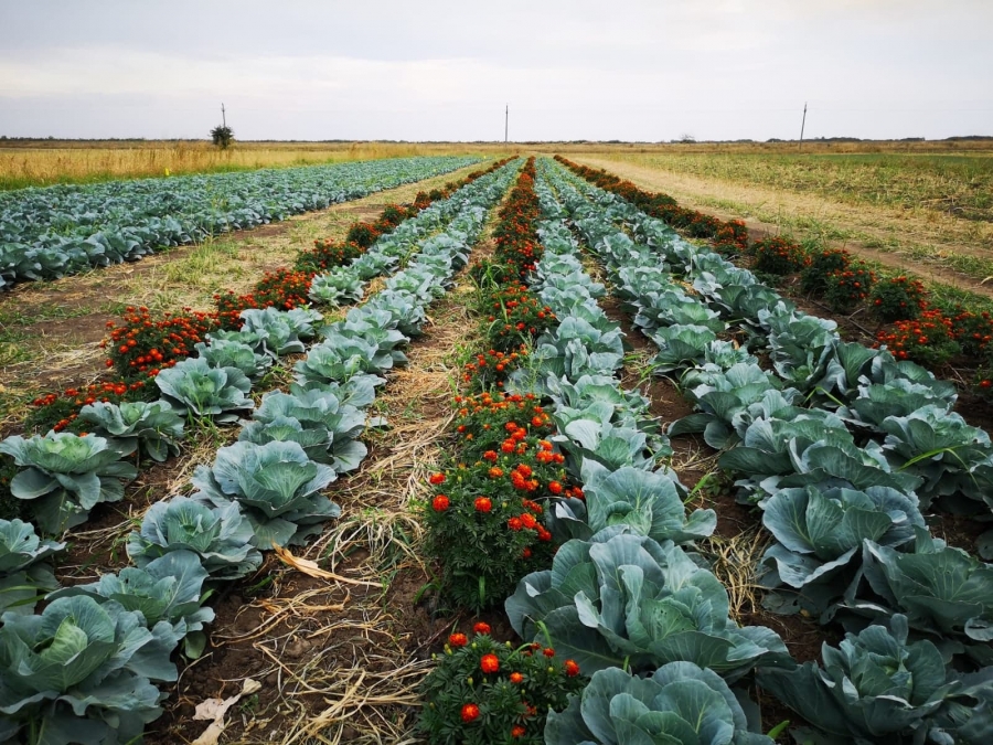 Comisia Europeană a aprobat majorarea plafonului alocat sprijinului cuplat pentru culturile de legume în spaţii protejate