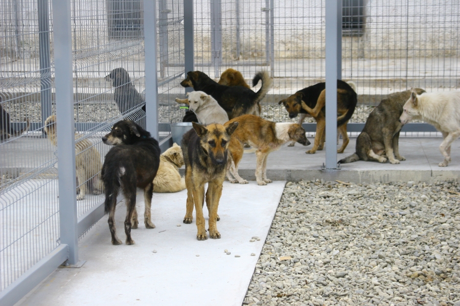 De Ziua Internaţională a animalelor fără stăpân au fost adoptaţi 3 căţei de la padoc