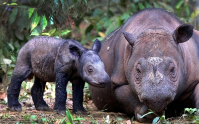 Rinocerul de Sumatra, foarte aproape de dispariţie
