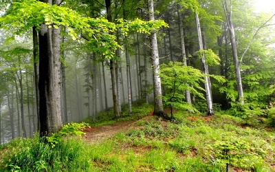 Fondul forestier naţional s-a majorat cu 0,3%, în 2018