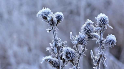 Vreme deosebit de rece, brumă şi îngheţ la sol, în România