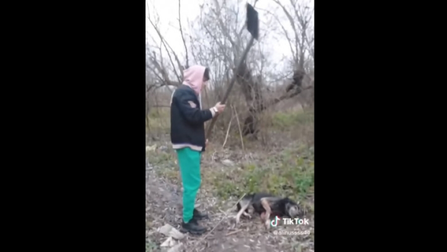 Cruzime fără margini: S-a filmat pe TikTok când ucide un câine cu lopata (VIDEO)