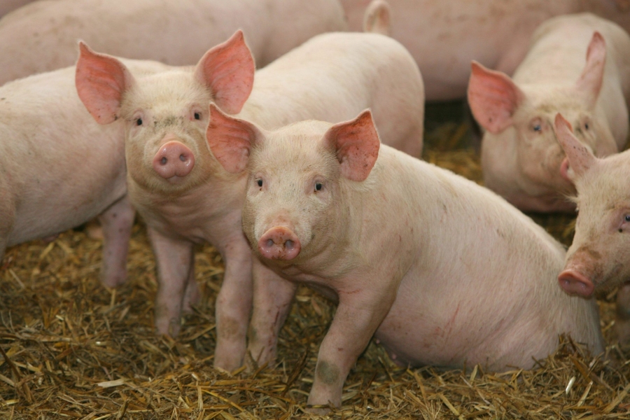 Creşterea porcinelor în exploataţii în aer liber ar putea fi interzisă în perioada în care evoluează focare de PPA