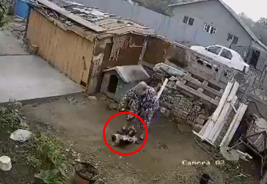 Bătrâne cercetate după ce au furat un câine din vecini pentru că animalul lătra (VIDEO)