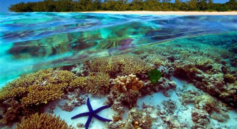 Valoarea Marii Bariere de Corali a fost estimată la 37 de milliarde de euro