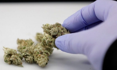 Canabisul ar putea fi legalizat în România şi utilizat în scopuri medicinale