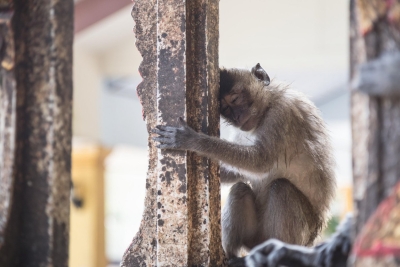 Maimuțe otrăvite și lovite cu pietre din cauza epidemiei