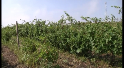 Viile Staţiunii de Cercetare Viti-Vinicola Târgu Bujor, lovite în plin de grindină