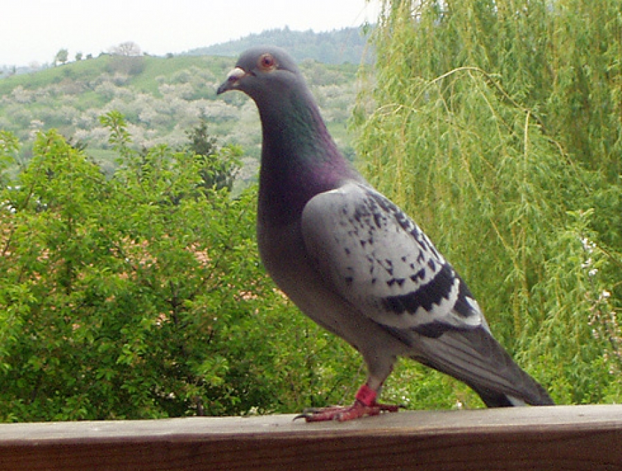 Porumbeii au demonstrat că pot deosebi cuvintele de non-cuvinte