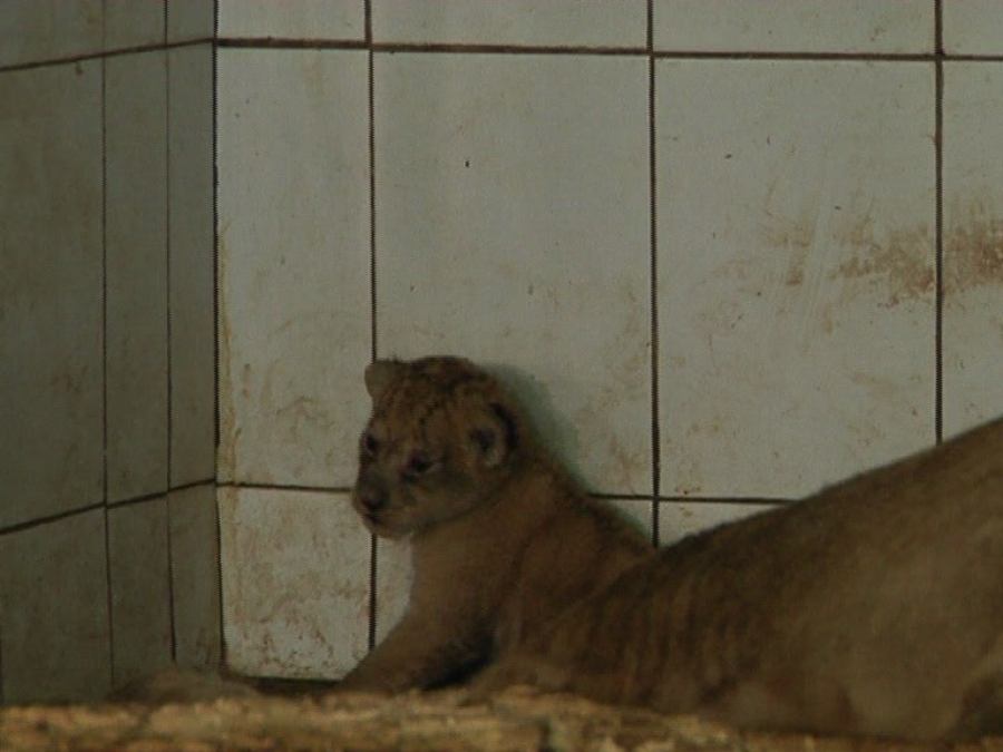 Puiul de leu de la Zoo, ţinut ascuns de părinţii lui