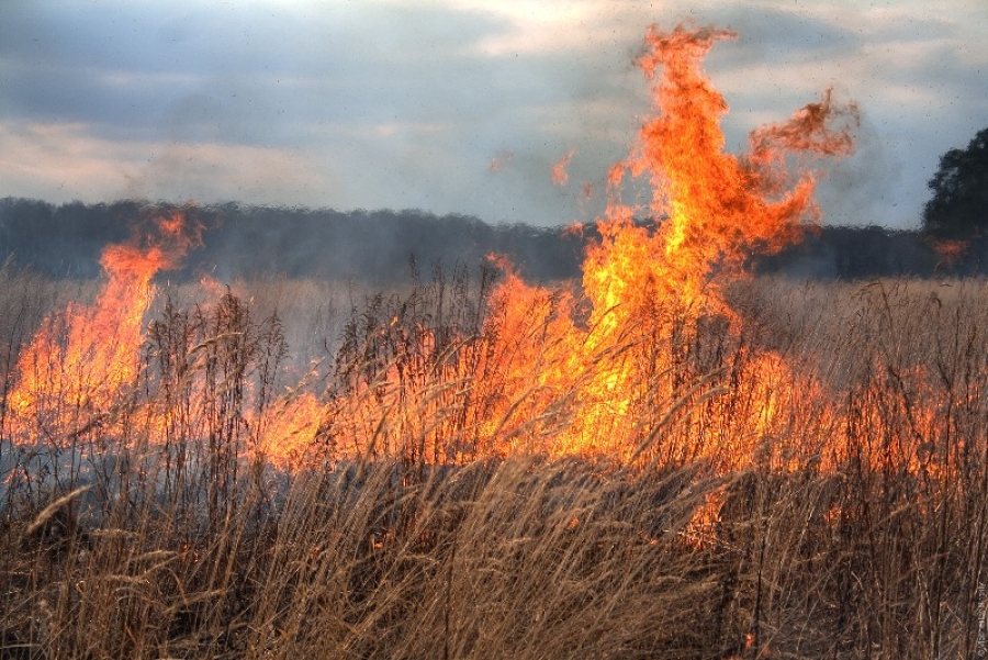 În judeţul Galaţi, 600 de hectare de vegetaţie, mistuite de flăcări