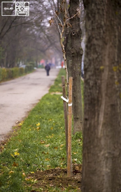 Continuă plantările de arbori pe Faleza Inferioară