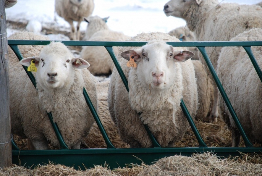 Sacrificările de ovine şi caprine şi păsări au crescut, în septembrie; scăderi la bovine şi porcine