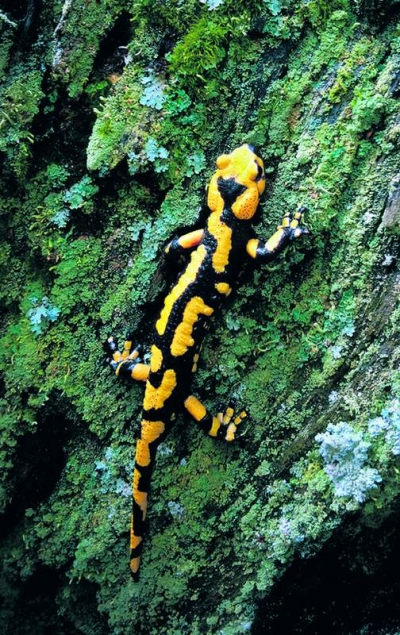 Salamandra de foc, un „barometru” viu al pădurilor