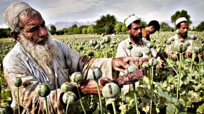 Producţia de opium a Afganistanului a depăşit recordul de anul trecut