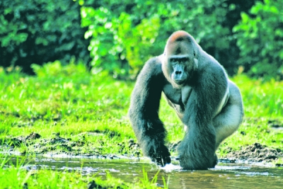 Marile primate, ameninţate de cultura palmierilor de ulei din Asia şi Africa