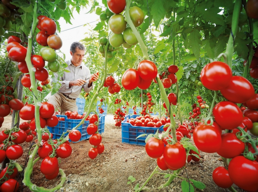 Ministrul Agriculturii a confirmat prelungirea Programului Tomate până în 15 iunie