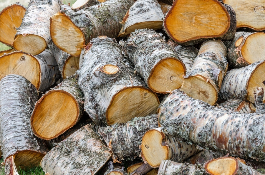 Cantitatea de masă lemnoasă vândută anul trecut a depăşit 12 milioane de metri cubi