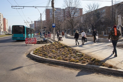 Copaci, plante decorative şi gazon, la Trei Star - Potcoava de Aur