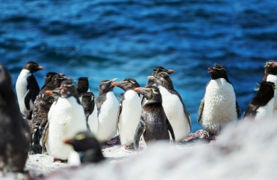 Populaţia de pinguini cu ochi galbeni, la cel mai scăzut nivel din ultimii 27 de ani