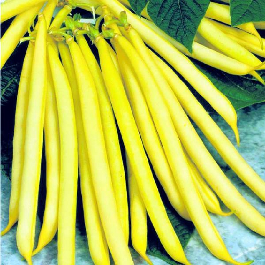 Fasolea galbenă cerată - sănătoasă şi dietetică