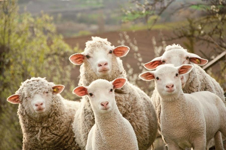 România a avut efective mai mici de bovine, porcine, ovine şi caprine, în 2021