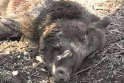 Pesta porcină lasă Fondul de Vânătoare Ţepu fără mistreţi