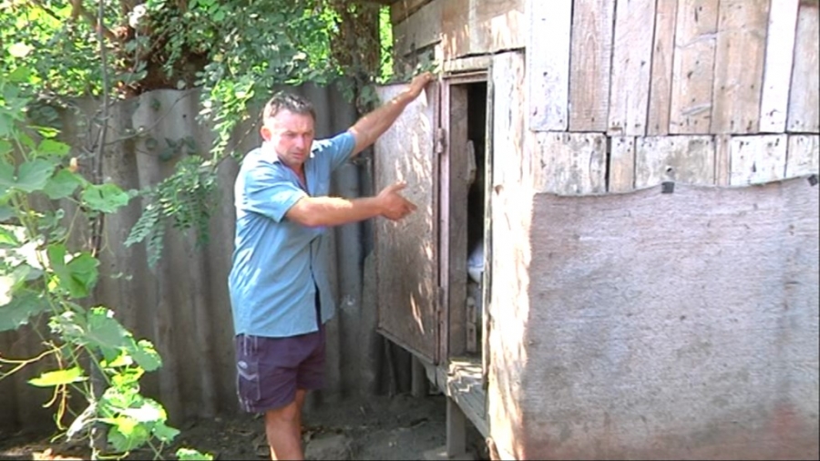Porcii din satul Vameş, eutanasiaţi de autorităţi înainte de a se primi confirmarea de la Bucureşti