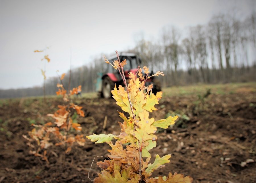 Romsilva: Peste 19 milioane de puieţi forestieri plantaţi în campania de împăduriri de primăvară