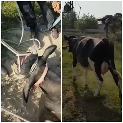 Căzută în şanţ, o vacă a fost salvată de pompierii tulceni (VIDEO)