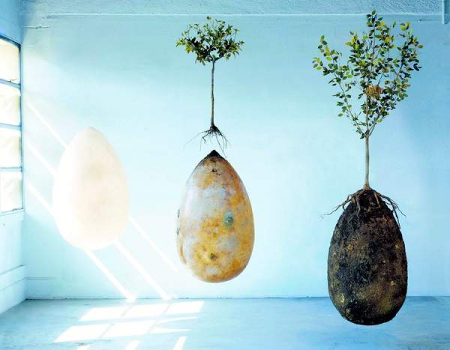 Capsula Mundi, sicriul ecologic care ar putea să "transforme" morţii în copaci