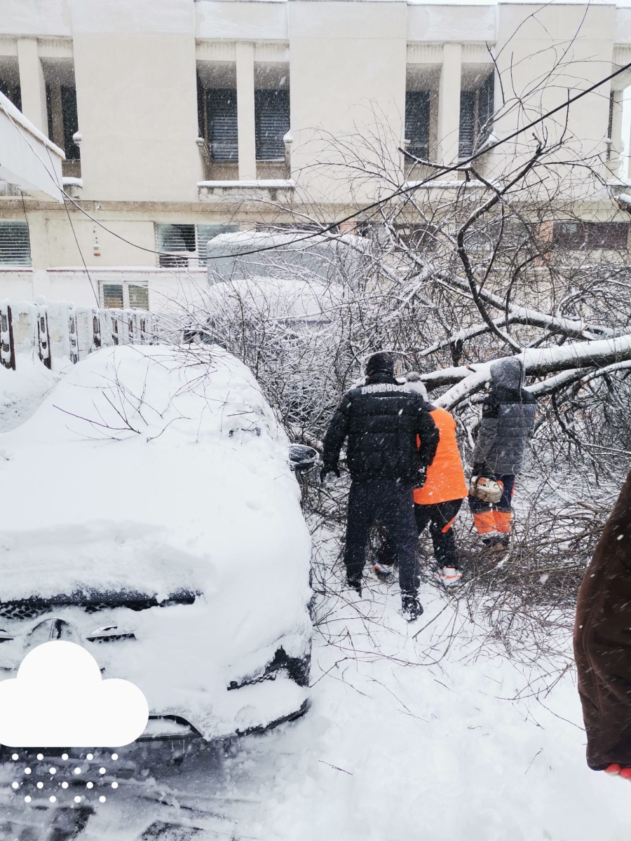 Copac căzut peste mașini la Galați (FOTO)