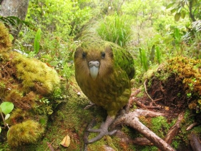 Kakapo, bufniţa-papagal a cărei incapacitate de a zbura a adus-o în pragul extincţiei