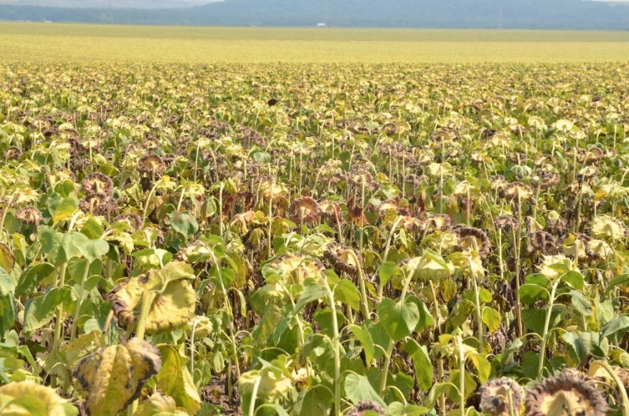 Ministrul Agriculturii: Peste un milion de hectare cu porumb şi floare au fost afectate de secetă; o să-i despăgubim şi pe aceşti fermieri