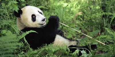 Cum au devenit urșii panda vegetarieni