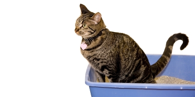 Boli urinare şi stresul la pisici