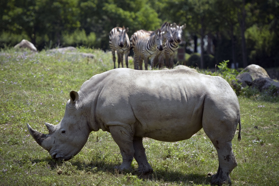 Exemplare de rinocer, reintroduse într-un parc natural din Mozambic după 40 de ani