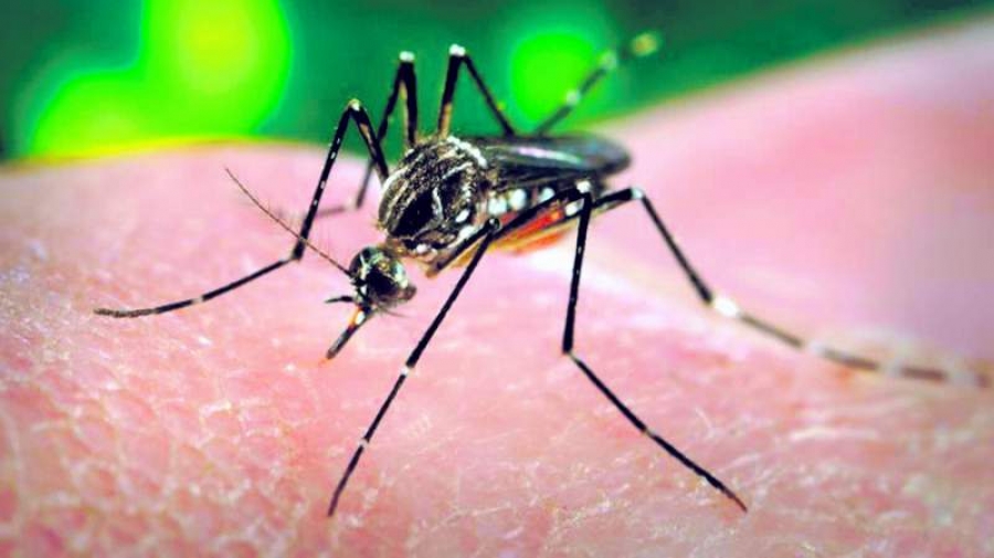 Virusul Zika, ''urgenţă globală de sănătate publică''