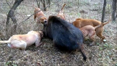 Arest la domiciliu pentru gălăţenii care făceau braconaj cu animale de luptă
