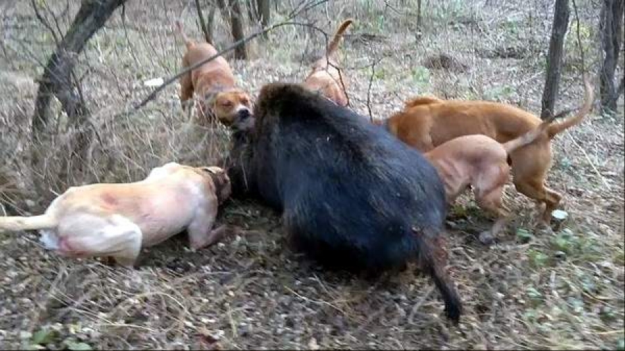 Arest la domiciliu pentru gălăţenii care făceau braconaj cu animale de luptă